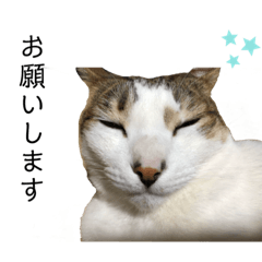 [LINEスタンプ] ねこたちの挨拶