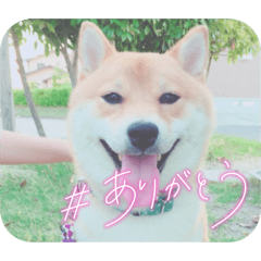 [LINEスタンプ] 柴犬きなこ(オコ嬢)のスタンプ♡