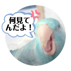[LINEスタンプ] マメルリハのリル12