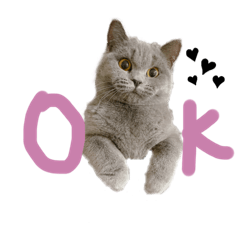 [LINEスタンプ] ぽことレオとクレア