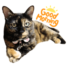 [LINEスタンプ] サビ猫きなこ♡写真スタンプ