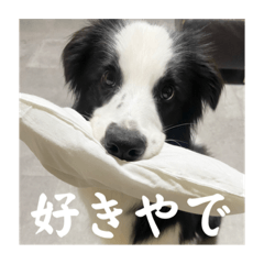 [LINEスタンプ] ボーダーコリーのあちま