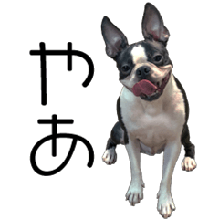 [LINEスタンプ] ボストンテリア・IGGYスタンプ【修正版】