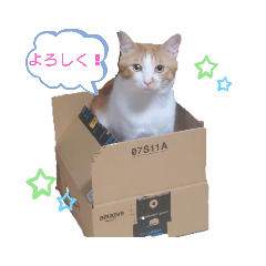 [LINEスタンプ] 茶トラロンの日常スタンプ