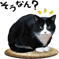 [LINEスタンプ] リアルおやじ猫ころにーた【関西弁】大阪府