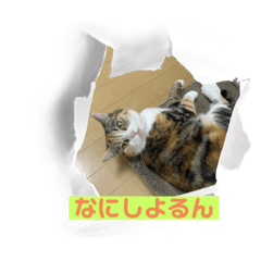 [LINEスタンプ] 阿波弁きなこ