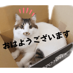 [LINEスタンプ] ネコのパオ