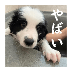 [LINEスタンプ] ボーダーコリーのあちま2
