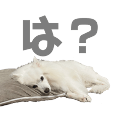 [LINEスタンプ] スピッツ、マルパピ、日本猫、柴、アフガン
