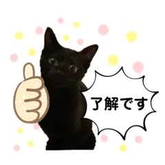 [LINEスタンプ] ゆき(ねこ)ちゃんのスタンプ【修正版】