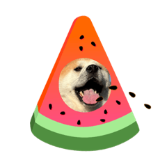[LINEスタンプ] コハルのスタンプ！