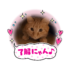 [LINEスタンプ] バロンだにゃ。敬語編