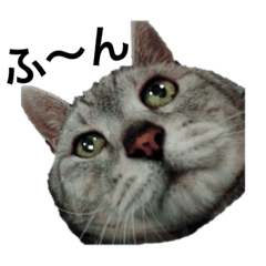 [LINEスタンプ] 実家の猫なーな