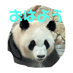 [LINEスタンプ] アドベンチャー動物スタンプ