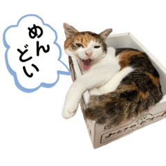 [LINEスタンプ] とむこの箱入りねこねこスタンプ