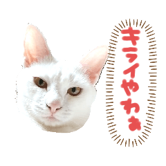 [LINEスタンプ] ✨ねこむすめ✨