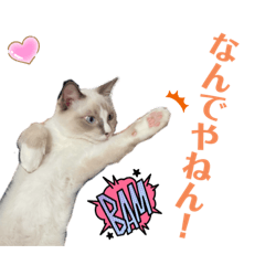[LINEスタンプ] ゆき坊の日常①