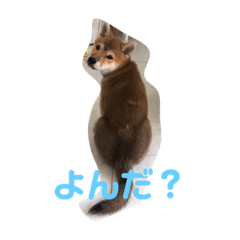 [LINEスタンプ] 柴どんスタンプ