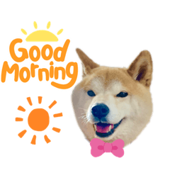 [LINEスタンプ] 柴犬ゆず♡スタンプ