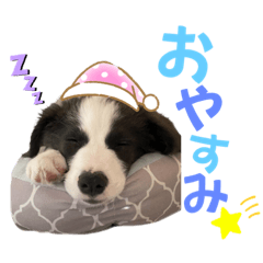 [LINEスタンプ] ボーダーコリー『燦』