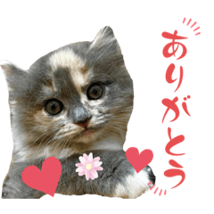 [LINEスタンプ] えり姫の日常①