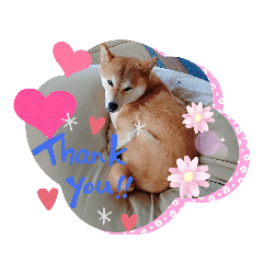 [LINEスタンプ] 柴犬ガロ日常パート2