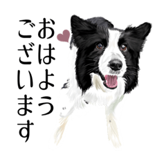 [LINEスタンプ] 【敬語】ボーダーコリー リアルイラスト