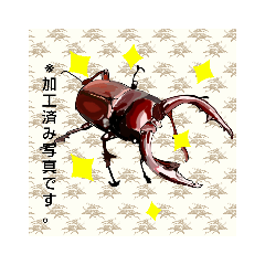 [LINEスタンプ] 虫ムシビートル 昆虫スタンプ