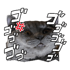 [LINEスタンプ] 猫【エル】のほんわかスタンプ