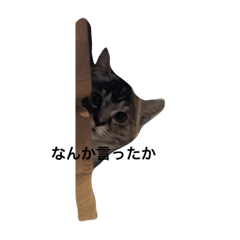 [LINEスタンプ] マイペットどぅる