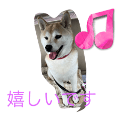 [LINEスタンプ] 柴犬ハルと茶猫アバの画像（メイン）