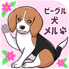 [LINEスタンプ] ビーグル犬 メル