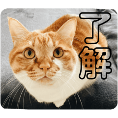 [LINEスタンプ] ひーさんとこの猫