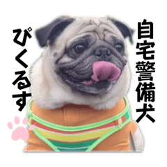 [LINEスタンプ] ぱぐのぴくるす