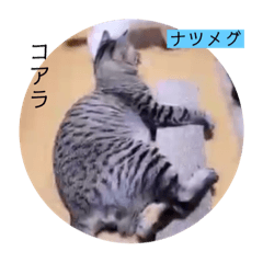 [LINEスタンプ] ねこーすの日常➕まねきねこ雨汐ちゃん
