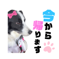 [LINEスタンプ] ボーダーコリー『ベル』