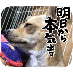 [LINEスタンプ] うちの犬のリアルな写真スタンプ(たまに猫)