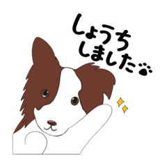 [LINEスタンプ] 【ボーダーコリー】バッカスくん