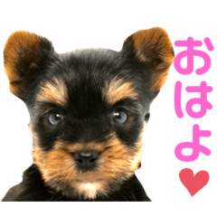 [LINEスタンプ] 我が家のおてんばヨーキー子犬編