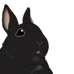 [LINEスタンプ] 黒うさぎのぴょんさん