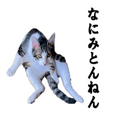 [LINEスタンプ] ネコチャンカワイイ