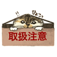 [LINEスタンプ] ネコのコネが可愛いだけのスタンプ