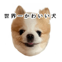 [LINEスタンプ] イルちゃん(世界一かわいい)