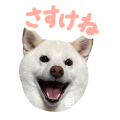 [LINEスタンプ] 白柴犬スタンプ 福島弁