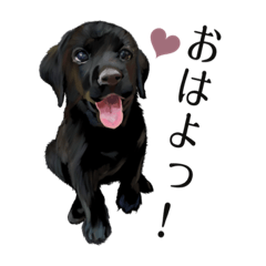 [LINEスタンプ] 【パピー】レトリバーまみれ