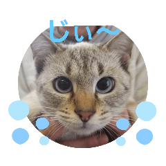 [LINEスタンプ] 春日井さんちの友達～ごま～