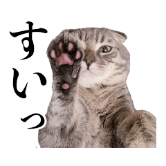 [LINEスタンプ] 猫のボーちゃん #01