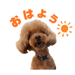 [LINEスタンプ] HAWAIIAN DOG 3