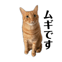 [LINEスタンプ] 僕はムギにゃ