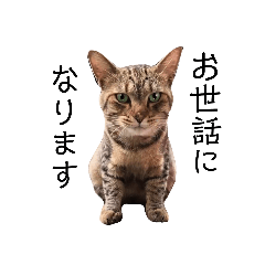 [LINEスタンプ] 猫は神スタンプ5